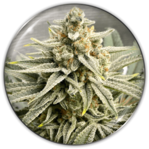 Pack Medical Seeds Grape Fuel Fem X3