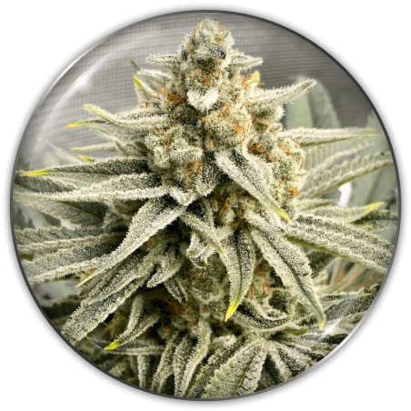 23423-1.png Pack Medical Seeds Grape Fuel Fem X3