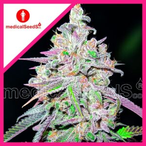 Pack Medical Seeds Mendocino Chanel Kush Fem X3+2