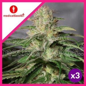 Pack Medical Seeds OG Kush CBD Fem X3+2