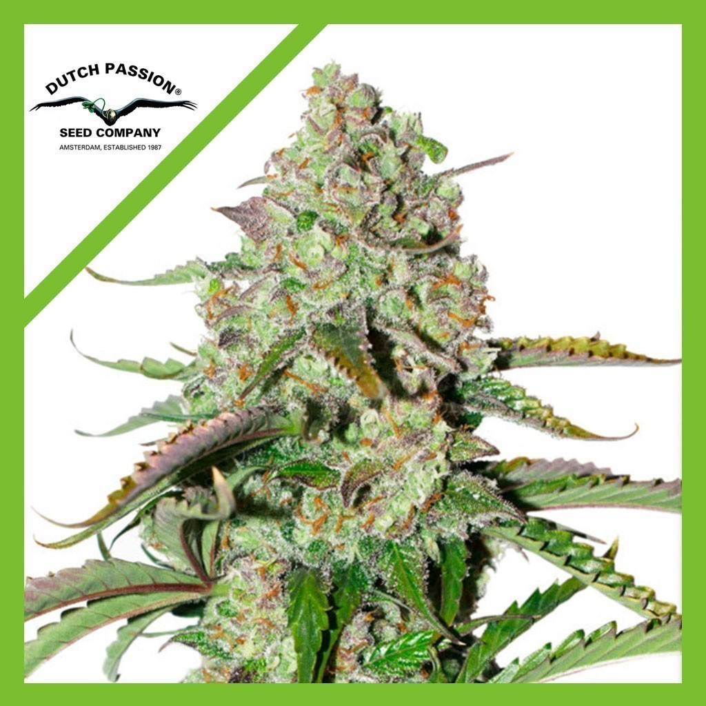 2448.jpg Pack Dutch Passion Colorado Cookies Auto X3