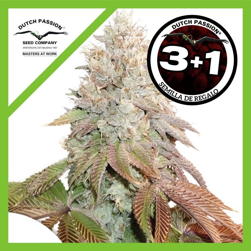 24989.jpg Pack Dutch Passion Banana Blaze Auto X3+1