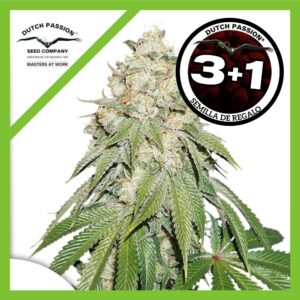 Pack Dutch Passion Banana Blaze Fem X3+1
