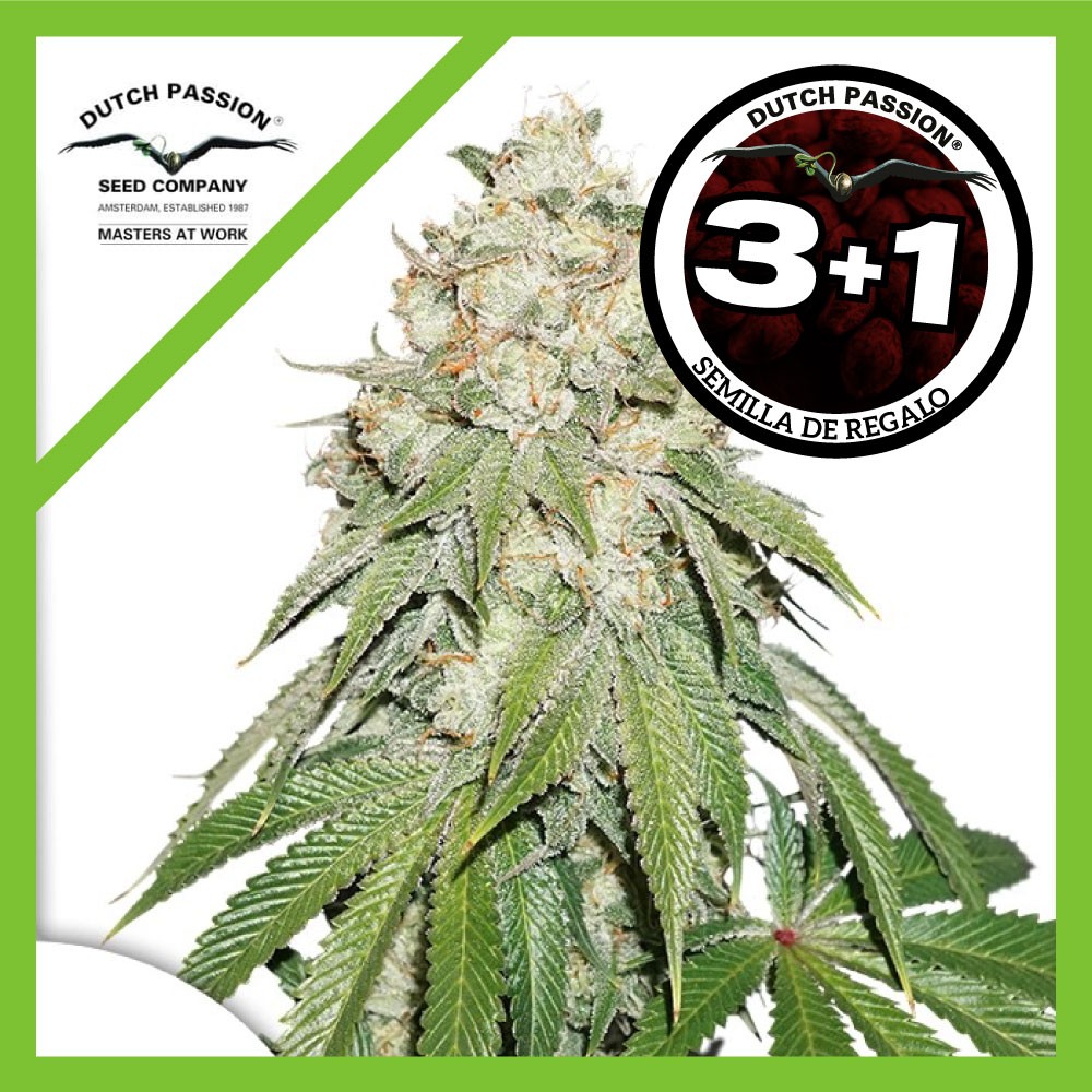 24990.jpg Pack Dutch Passion Banana Blaze Fem X3+1