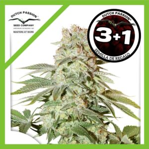 Pack Dutch Passion Power Plant Auto X3+1