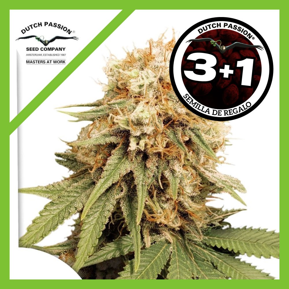24993.jpg Pack Dutch Passion White Widow Fem X3+1