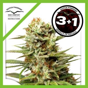 Pack Dutch Passion White Widow Auto X3+1
