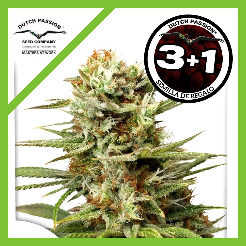 24995.jpg Pack Dutch Passion White Widow Auto X3+1
