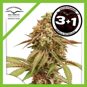 Pack Dutch Passion Tropical Tangie Fem X3+1