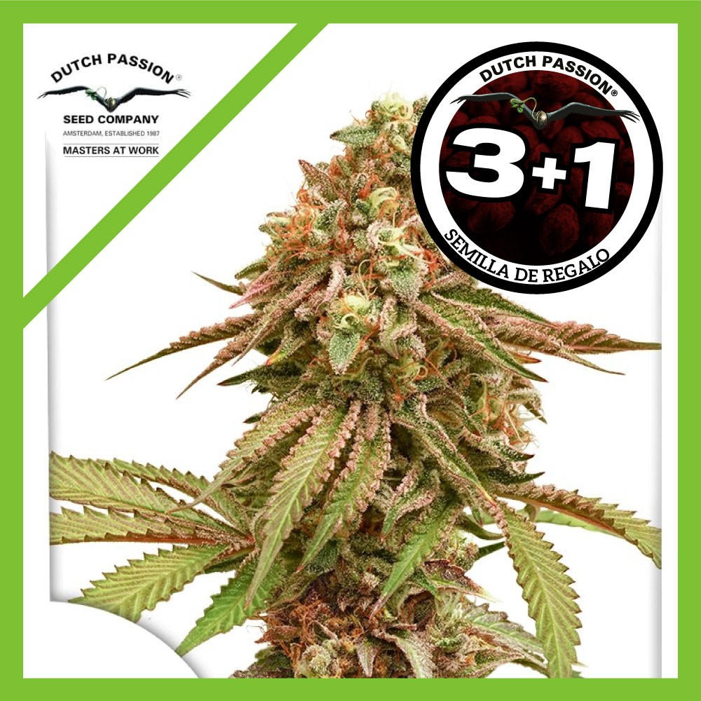 24997.jpg Pack Dutch Passion Tropical Tangie Fem X3+1