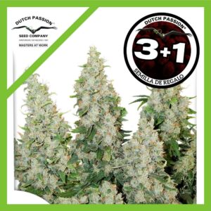 Pack Dutch Passion Think Different Auto X3+1