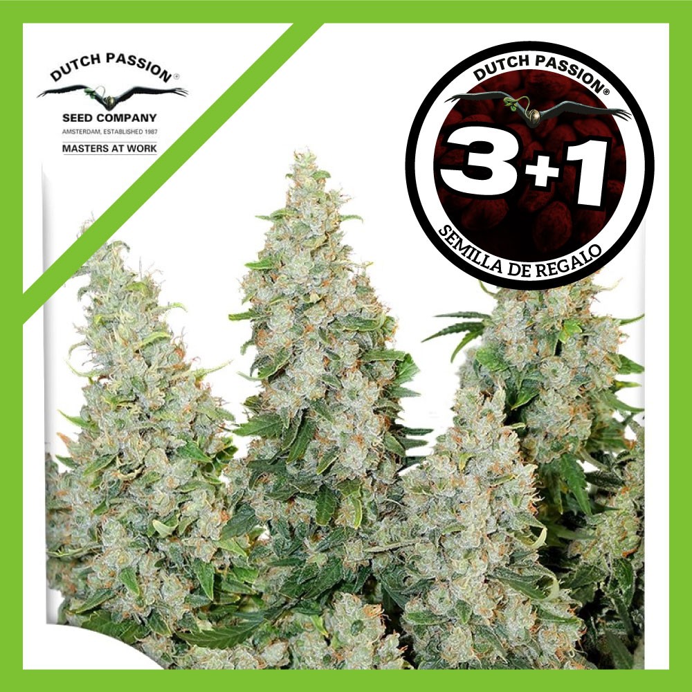 24999.jpg Pack Dutch Passion Think Different Auto X3+1