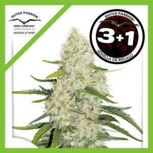 Pack Dutch Passion Think Big Auto X3+1