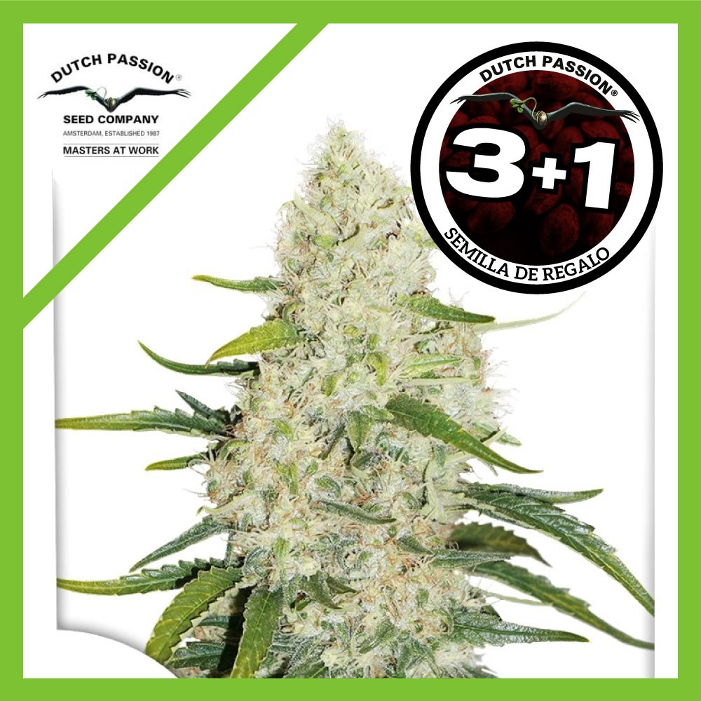 25000.jpg Pack Dutch Passion Think Big Auto X3+1
