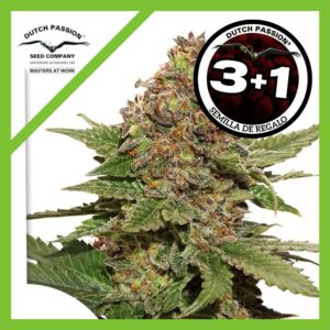 Pack Dutch Passion Strawberry Cough Fem X3+1