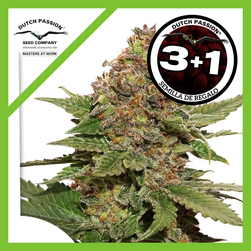 25001.jpg Pack Dutch Passion Strawberry Cough Fem X3+1