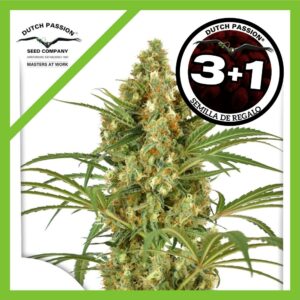 Pack Dutch Passion Snow Bud Fem X3+1
