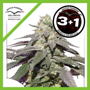Pack Dutch Passion Skywalker Haze Auto X3+1