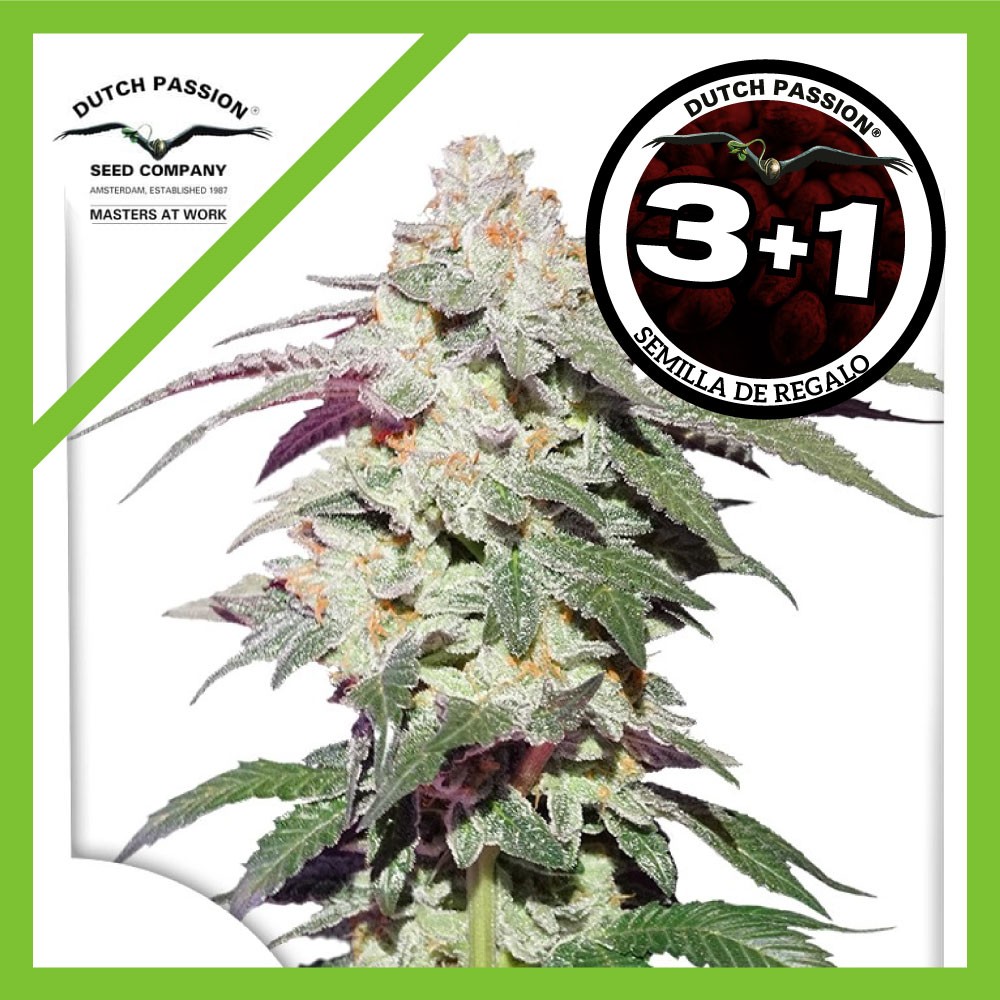 25005.jpg Pack Dutch Passion Skywalker Haze Fem X3+1