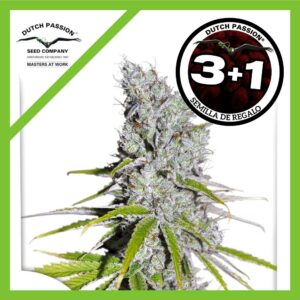 Pack Dutch Passion Skunk Haze CBD Fem X3+1