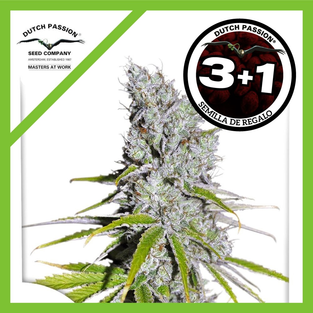 25006.jpg Pack Dutch Passion Skunk Haze CBD Fem X3+1