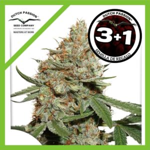 Pack Dutch Passion Skunk N11 Fem X3+1