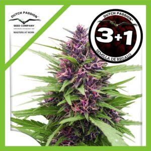 Pack Dutch Passion Shaman Fem X3+1