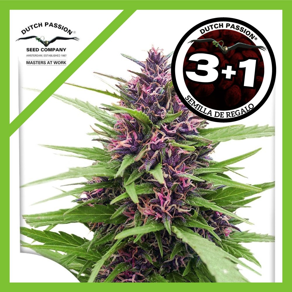 25008.jpg Pack Dutch Passion Shaman Fem X3+1