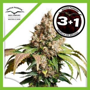 Pack Dutch Passion Red Tropicana Cookies Auto X3+1