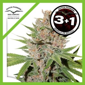 Pack Dutch Passion Passion Fruit Fem X3+1