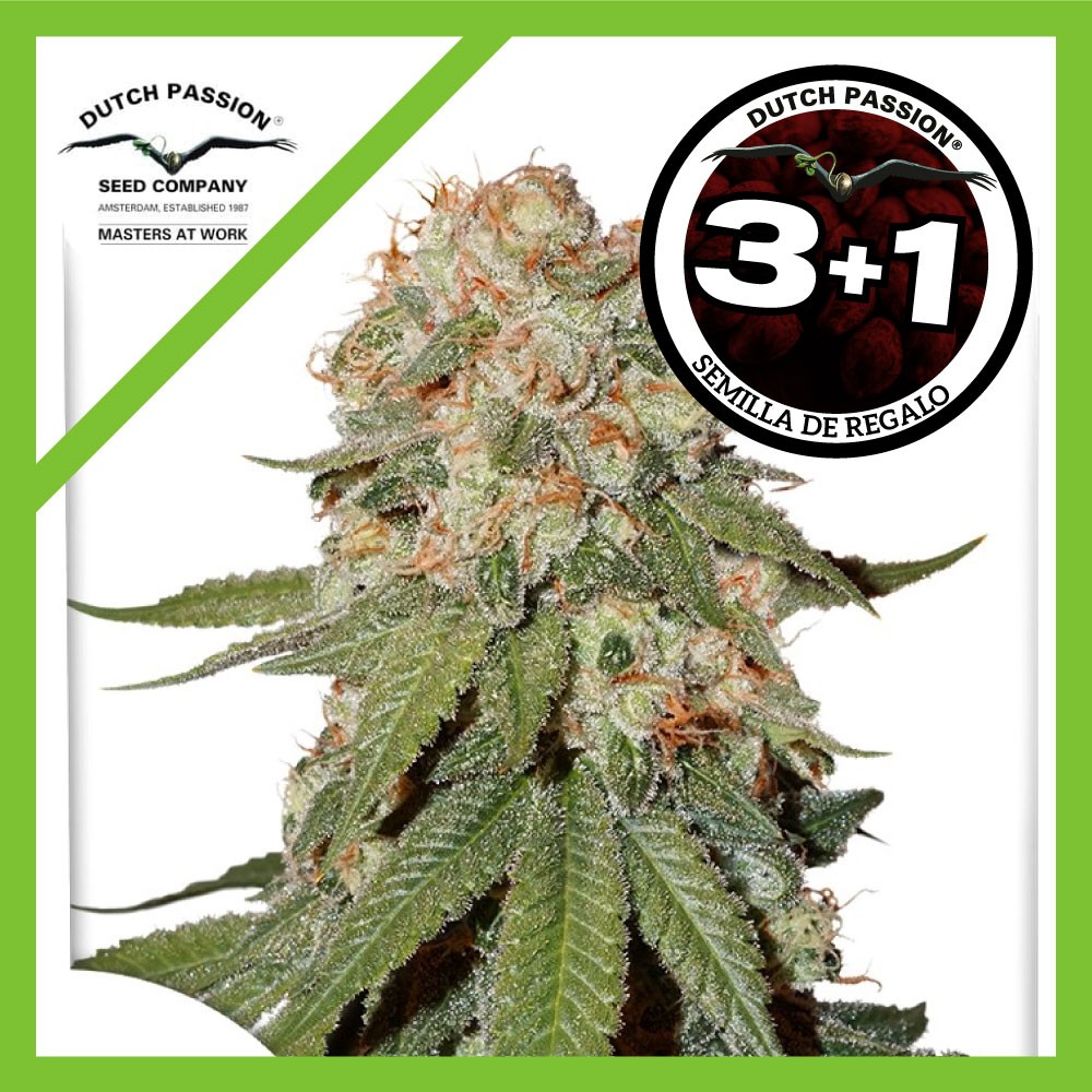 25011.jpg Pack Dutch Passion Orange Bud Fem X3+1
