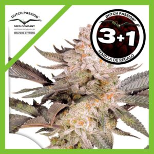 Pack Dutch Passion Orange Bud Fem 2.0 X3+1