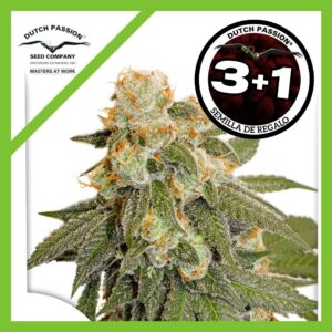 Pack Dutch Passion Orange Bud Auto X3+1