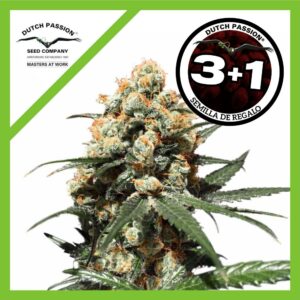 Pack Dutch Passion Orange Hill Special Fem X3+1