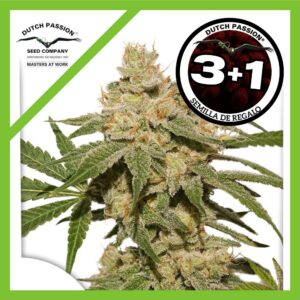 Pack Dutch Passion Oh My Gusher Auto X3+1