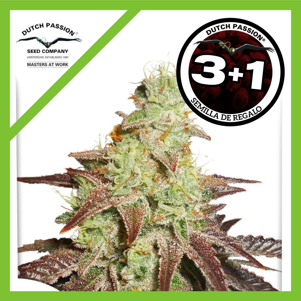 25016.jpg Pack Dutch Passion Night Queen Auto X3+1