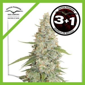 Pack Dutch Passion Meringue Fem X3+1