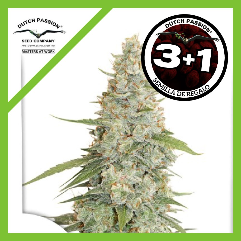 25019.jpg Pack Dutch Passion Meringue Fem X3+1