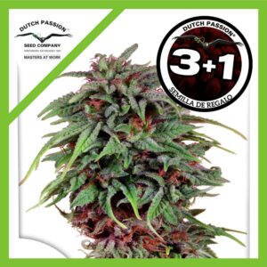 Pack Dutch Passion Melonade Runtz Auto X3+1
