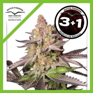 Pack Dutch Passion Melonade Runtz Fem X3+1