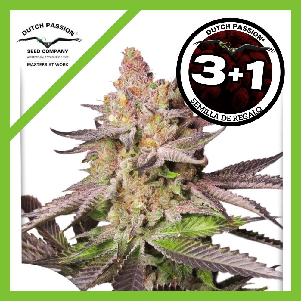 25021.jpg Pack Dutch Passion Melonade Runtz Fem X3+1