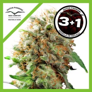 Pack Dutch Passion Mazar Fem X3+1