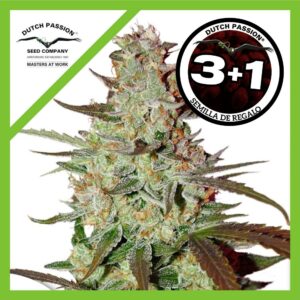 Pack Dutch Passion Blue Mazar Auto X3+1