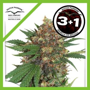 Pack Dutch Passion Master Kush Fem X3+1