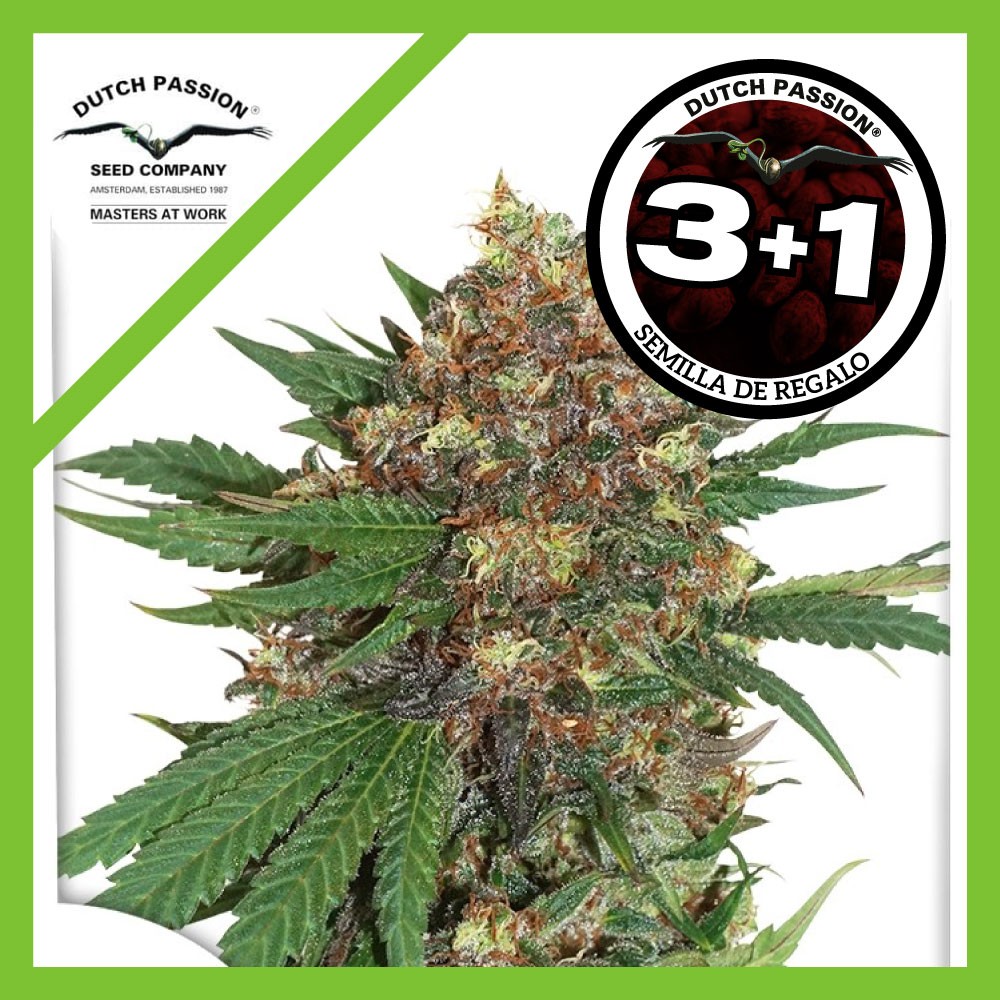 25024.jpg Pack Dutch Passion Master Kush Fem X3+1