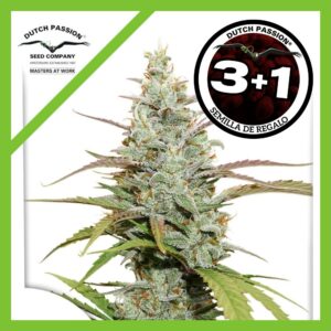 Pack Dutch Passion Lemon Kix Auto X3+1