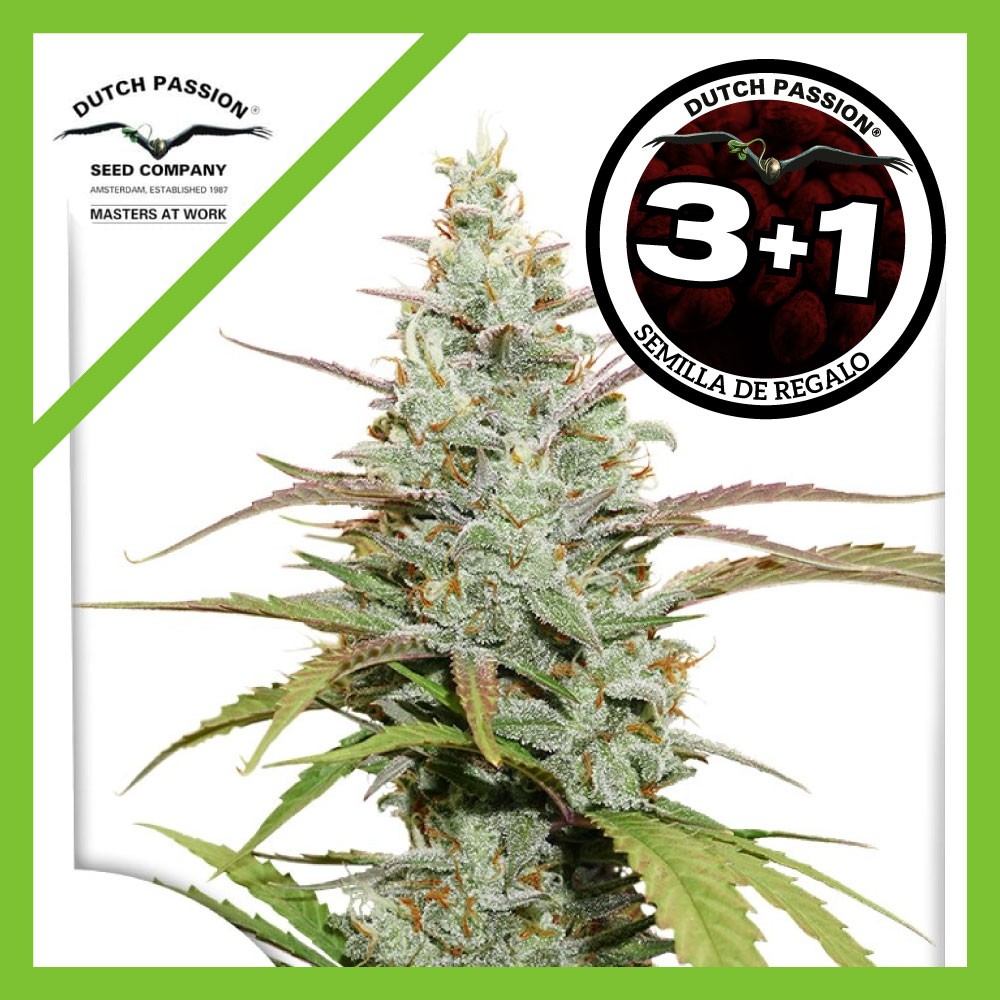 25025.jpg Pack Dutch Passion Lemon Kix Auto X3+1