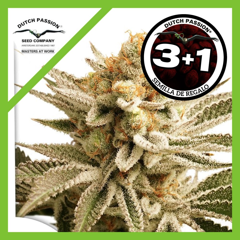 25026.jpg Pack Dutch Passion Lemon Z Fem X3+1
