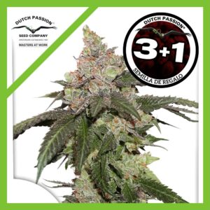 Pack Dutch Passion Kerosene Krash Fem X3+1