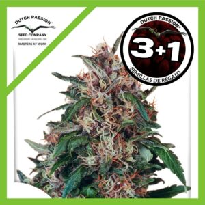 Pack Dutch Passion Hollands Hope Fem X3+1